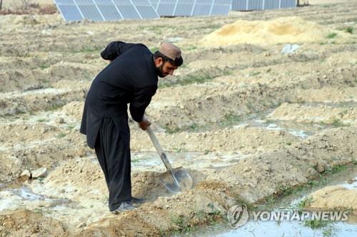 경제난 덮친 아프간, 밀 대신 양귀비 심는다…수익·보관 유리