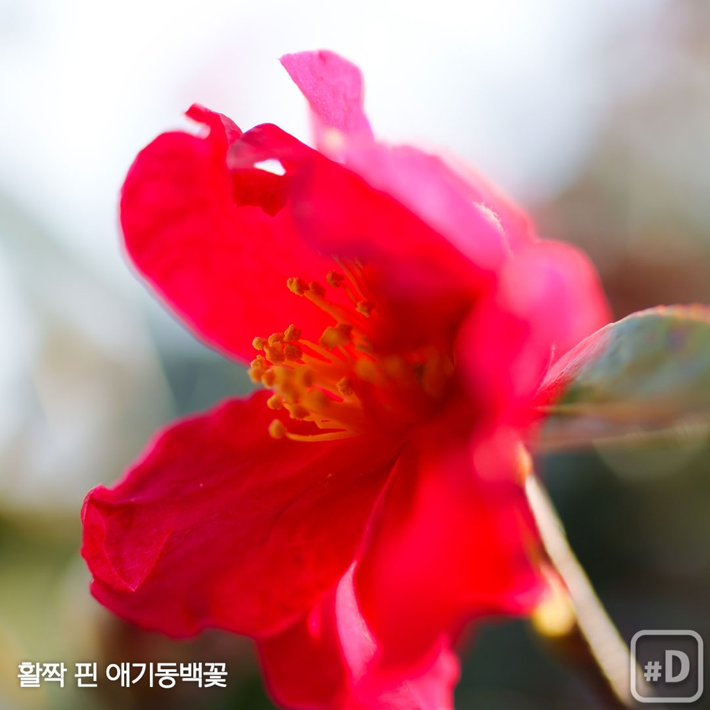 [여행honey] 동백꽃 방긋…봄날 보길도 여행 - 7