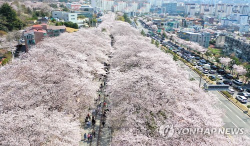 벚꽃 터널