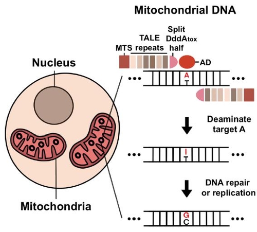 미토콘드리아 DNA 아데닌 염기 교정 모식도