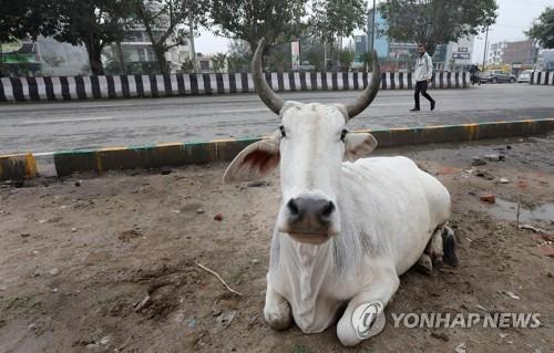 인도 뉴델리의 길가에서 쉬고 있는 소.