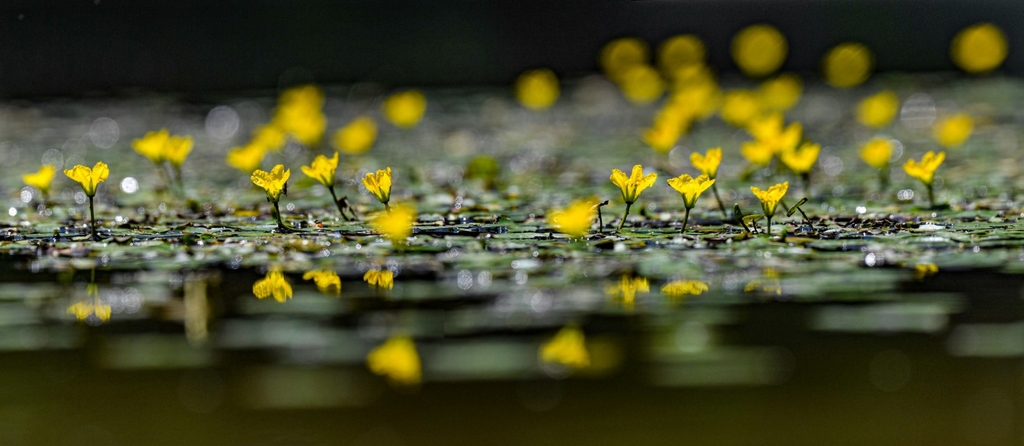 대전 중구 침산동 방아미천에 핀 노랑어리연꽃