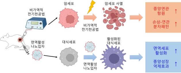 면역활성 나노입자와 비가역적 전기천공법 병용을 통한 면역 항암치료