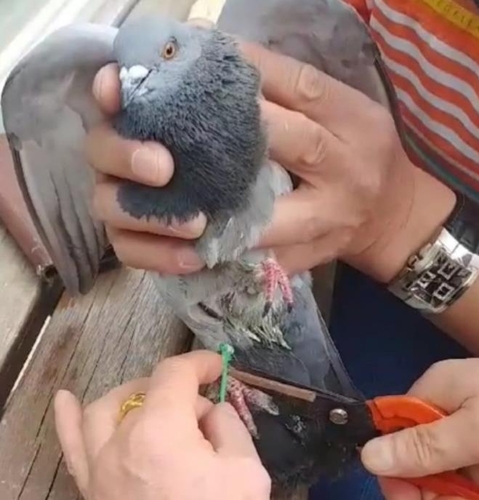 클린낚시 캠페인 회원들이 낚싯줄에 묶인 비둘기를 구조하고 있다. [클린낚시 캠페인 제공] 