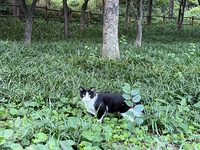 효창공원 길고양이 갈등…밥그릇 놓고 찬반 민원 빗발