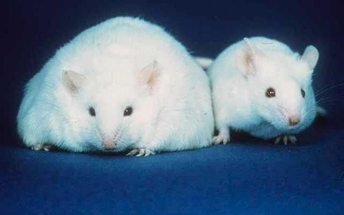 의학 연구에 많이 쓰는 생쥐 모델