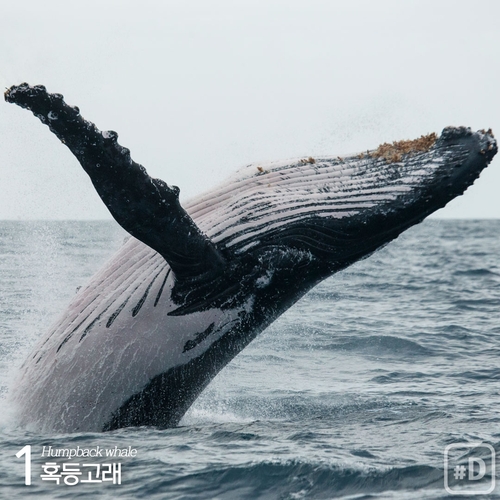 [여행honey] 우영우도 사랑한 고래들을 볼 수 있는 곳 - 2