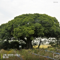 [여행honey] '우영우 팽나무' 천연기념물 될까? - 6
