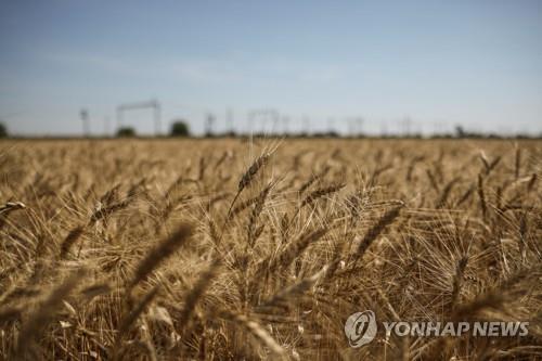 수확 기다리는 우크라이나 밀밭