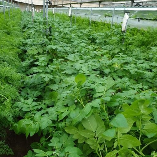 스마트팜 감자 재배 장면
