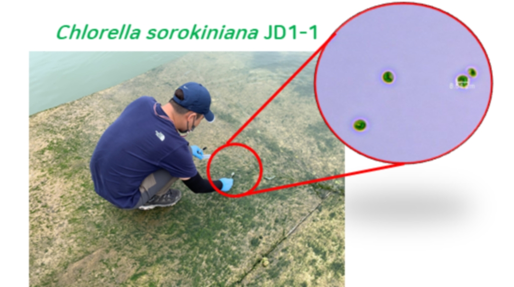 클로렐라 소로키니아나 JD1-1 균주(Chlorella sorokiniana JD1-1) 시료를 채취하는 모습과 현미경 사진. [국립호남권생물자원관 제공. 재판매 및 DB 금지]
