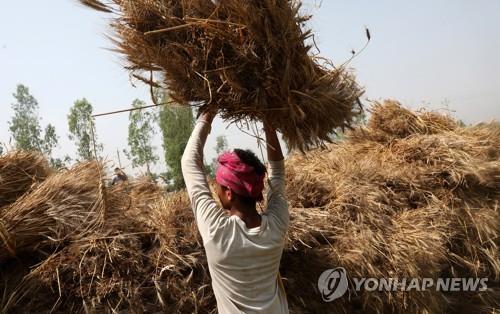 인도, 밀 이어 밀가루 수출 제한…"국내 가격 억제해야"
