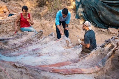 포르투갈 폼발 뒷마당 발견된 브라키오사우르스 갈비뼈