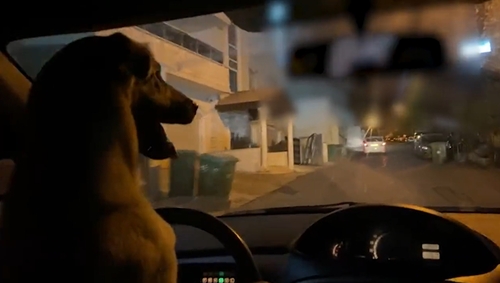 "개가 운전을 하네"…SNS에 연출된 영상 올린 이스라엘인 체포돼