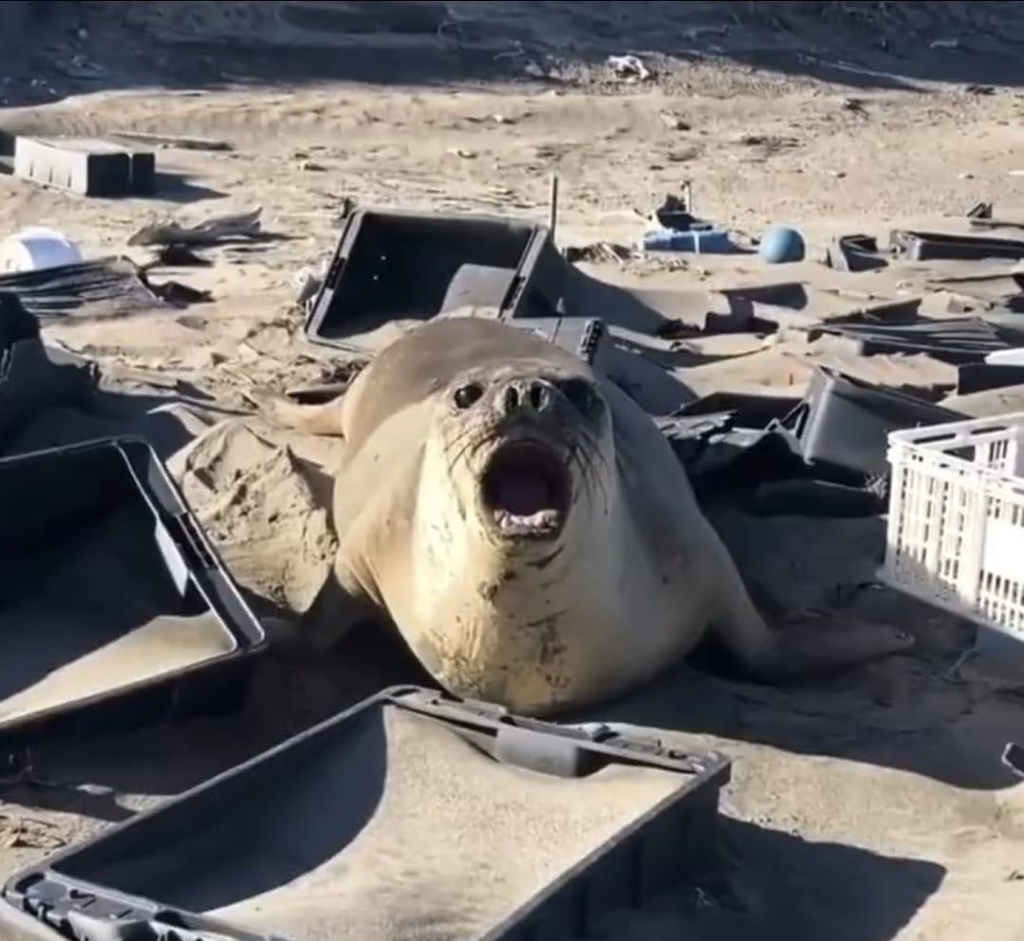 아르헨티나 발데스 반도 해변의 플라스틱 쓰레기더미에서 울부짖는 바다표범