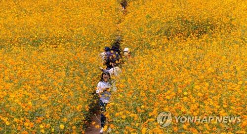 도심 코스모스