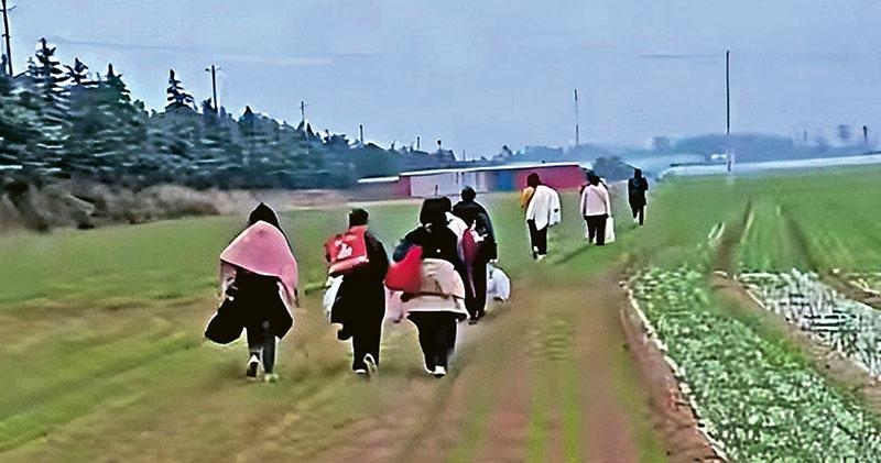 [홍콩 명보 캡처. 재판매 및 DB 금지]정저우 폭스콘 공장을 탈출한 노동자들이 짐을 짊어진 채 밀밭을 통과해 걸어가는 모습으로 추정되는 사진이 중국 소셜미디어에 올라왔다. 