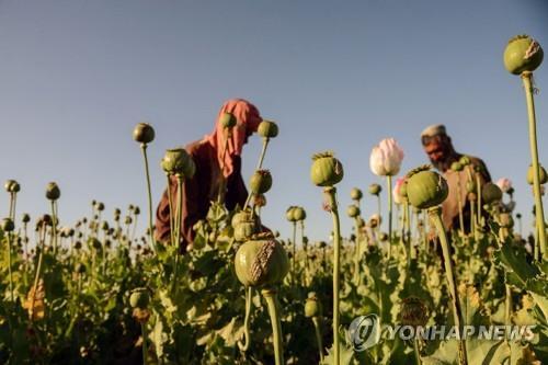아프간 남부 칸다하르에서 양귀비를 재배하는 농부.