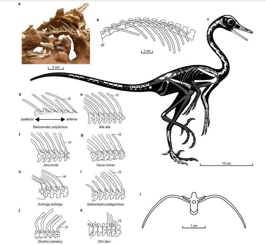 '다이빙 새' 닮은 육식성 두발 공룡 '나토베나토르 폴리돈투스'의 골격구조