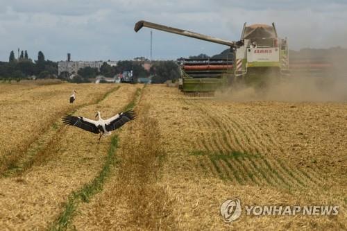 우크라이나의 밀 수확 현장 