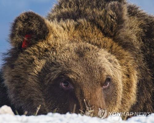 이탈리아 아브루초 주의 산간마을에 자주 출몰해 사랑을 받던 갈색 곰 유안 카리토 [로이터 연합뉴스 자료사진.재판매 및 DB 금지] 