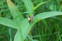 '탁월한 항법사' 꿀벌, 조종사처럼 지상 직선 지형지물 활용