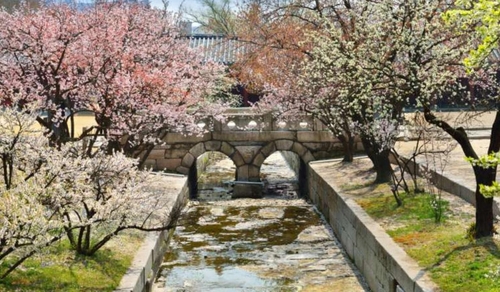 창경궁 옥천교 어구 일원