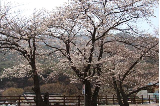 국립공원 계룡산 벚꽃 군락 단지 개화