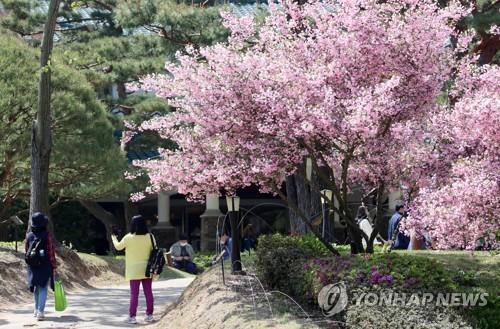 봄꽃으로 단장한 청남대