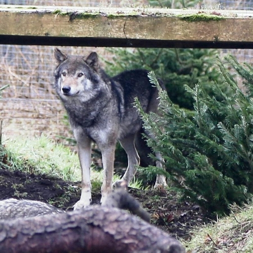 스코틀랜드 던디 동물원에서 수술 합병증으로 안락사된 우두머리 늑대 '로키'