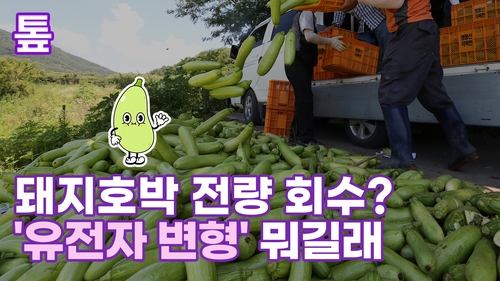 [톺뉴스] 돼지호박 전량 회수?…'유전자 변형'이 뭐길래 - 2