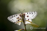 충북 영동서 다시 날갯짓하는 멸종위기 1급 붉은점모시나비
