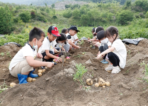 [괴산소식] 감물감자축제 16∼18일 열려
