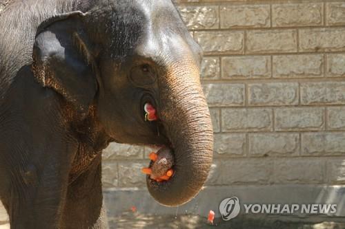 수박 먹는 코끼리