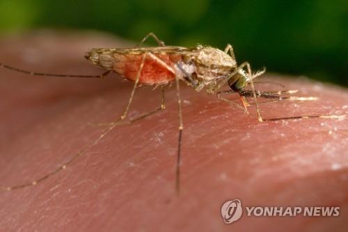 기후변화 승자는 모기…미·유럽에도 열대전염병 창궐 우려