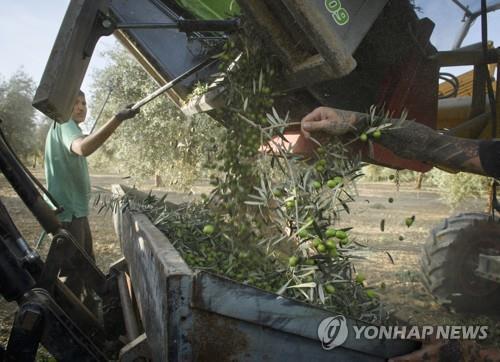 올리브를 수확하는 스페인 농민들