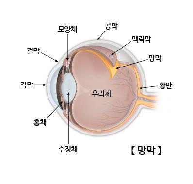 눈의 구조