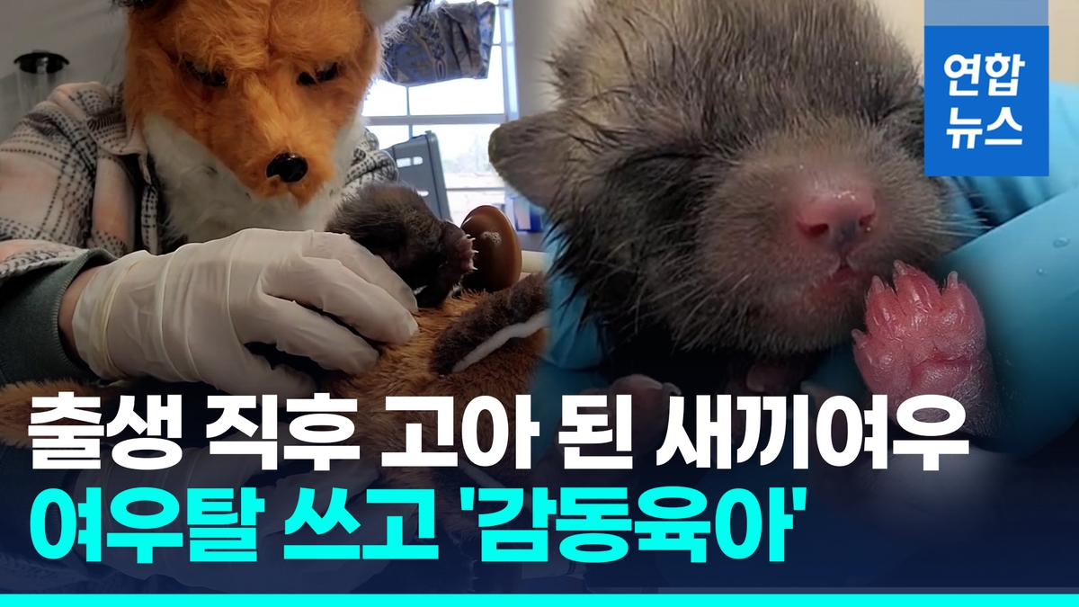 [영상] 지극정성으로 새끼여우 돌보는 야생동물센터…여우탈 쓴 까닭 - 2