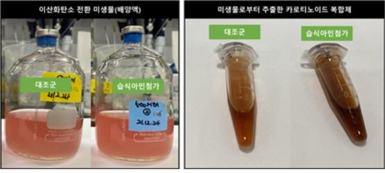 연구팀이 생산한 카로티노이드 추출물