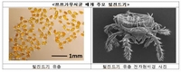 "쯔쯔가무시균 조심하세요"…질병청, 매개 털진드기 감시 시작