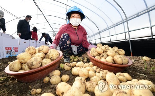 춘향골 햇감자