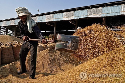 인도 쌀