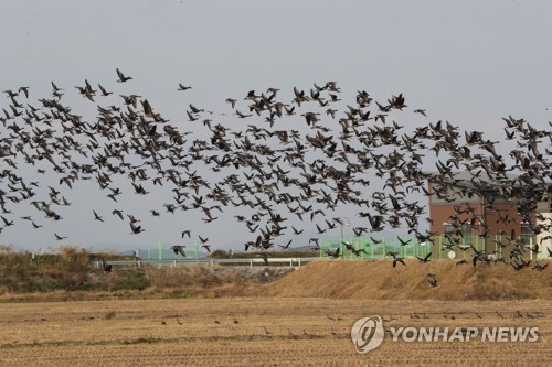 천수만 철새 도래지