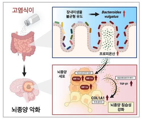 짠 음식이 장내 미생물 환경 바꿔 뇌종양 악화시킨다