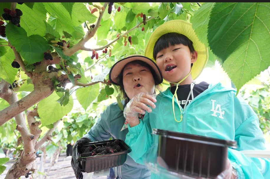 오디 따는 체험객