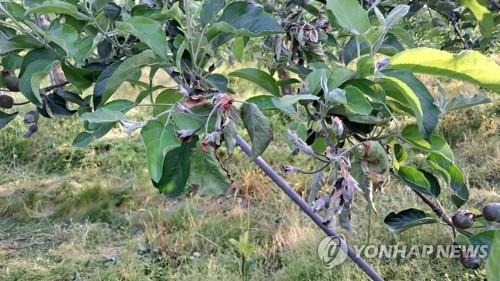 이른 폭염에 잡혔나…사과밭 휩쓴 과수화상병 발생 '주춤…
