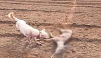 진돗개 훈련시켜 야생동물 잔인하게 포획한 30대 일당 징역형