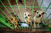 명절 연휴 길수록 버려지는 반려동물도 늘어난다