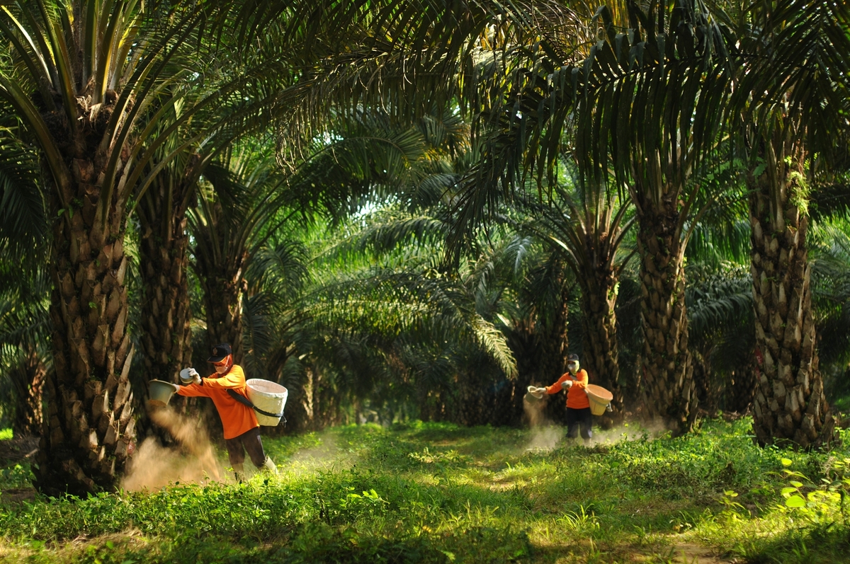 삼푸르나 아그로 팜 농장에서 비료를 시비하는 모습