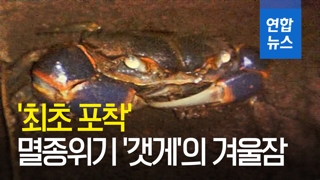 [영상] 멸종위기 '갯게' 동면 모습 첫 촬영 성공